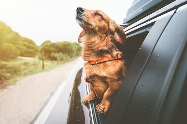 10 Road Trip Tips for Traveling with Pets | Loyola Marina Auto Care